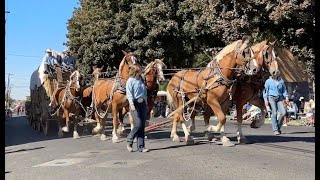 2023 Pendleton Round Up Rodeo Wagons Ho Parade