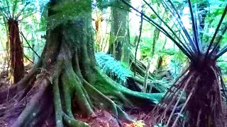 Download Lagu A Day Explore of the Historic Yarndley's Bush Waikato, New Zealand in 4K MP3