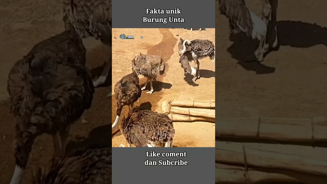 Fakta unik Burung Unta 