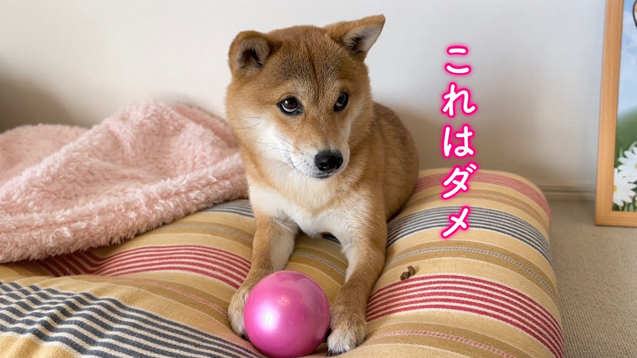 お気に入りのボールとおやつで心が揺れまくる柴犬が可愛い