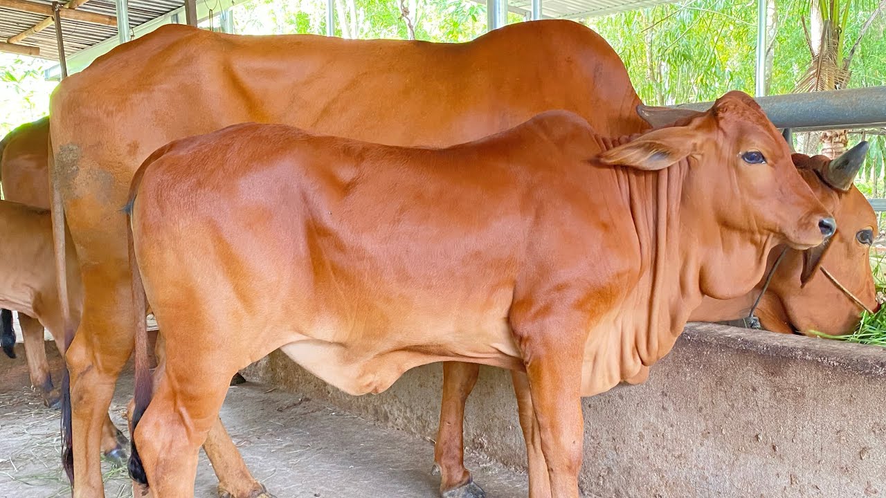 Tiếp tục về bò mới,mẹ con cái sind bò mẹ bầu lại,cái sind tơ mẫu đẹp 13,5tr