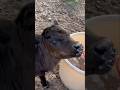 Bottle Baby Morning Chores. #paceacre #homestead #bottlebaby #calf #farmlife #ruralliving