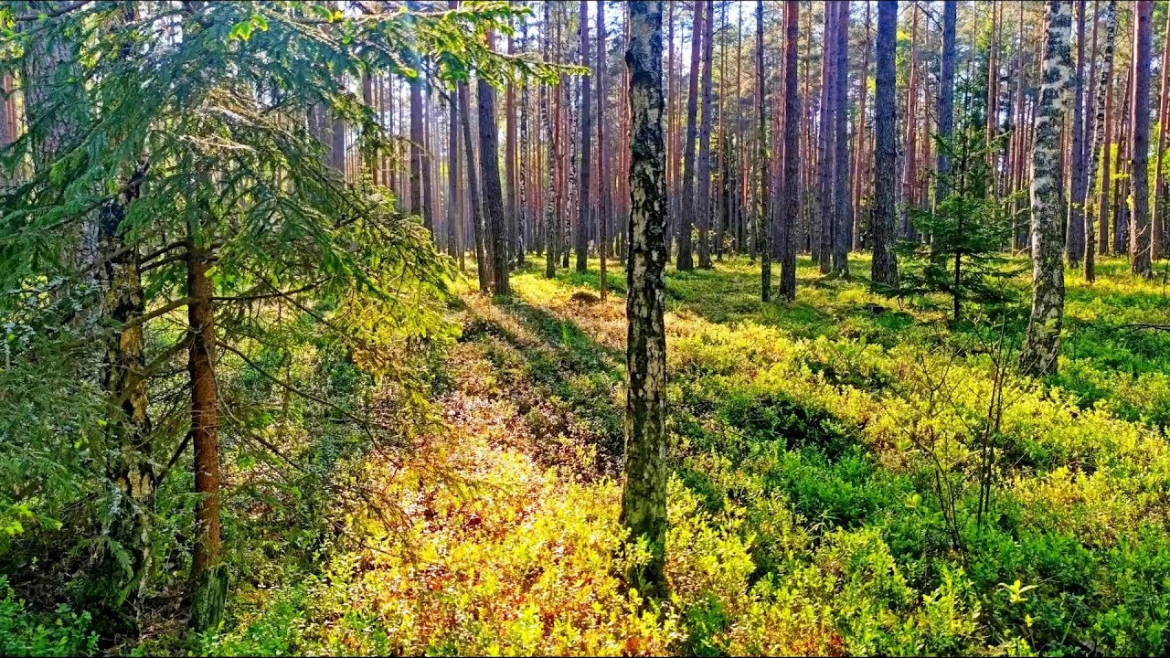 Звуки леса в формате 4K для успокоения 🌿 Умиротворяющее пение птиц и зелень для релаксации🌿