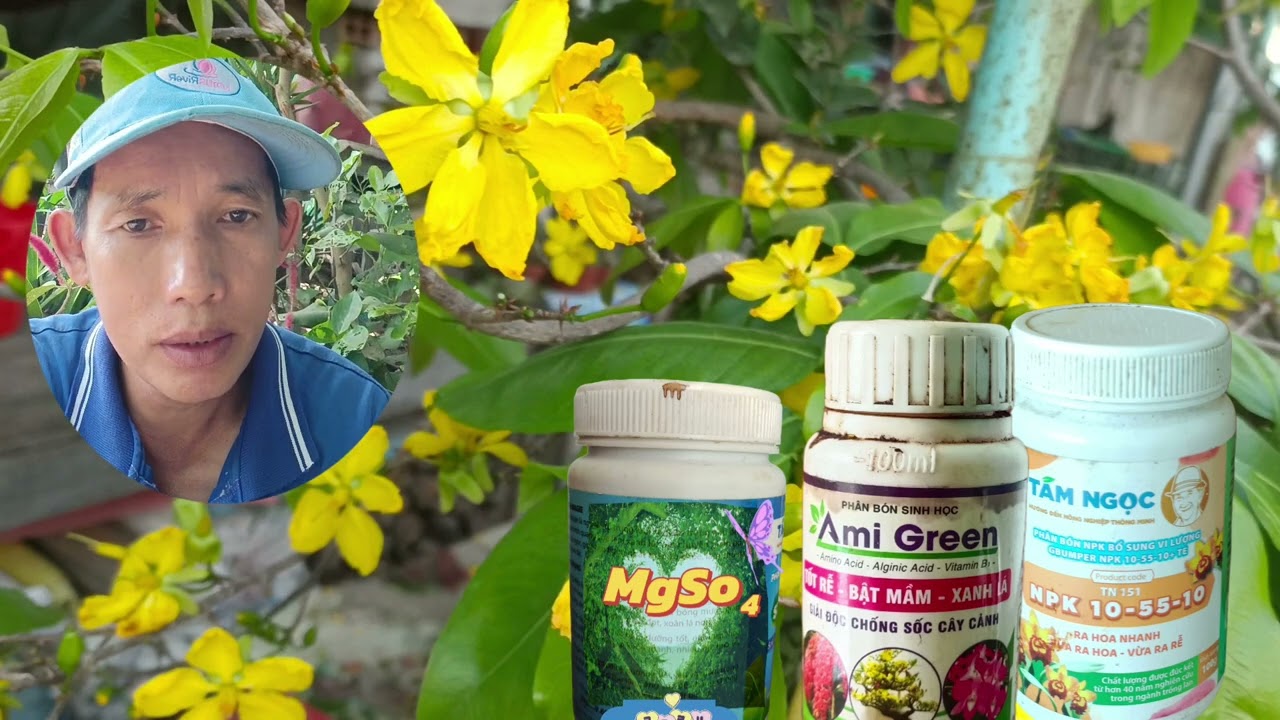 Cách 2 : Phục hồi sức khỏe cho cây mai vàng.