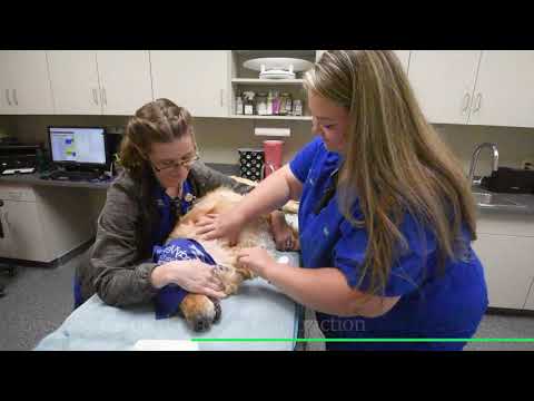 Blood Donation Process | Pets | IndyVet Emergency Vet