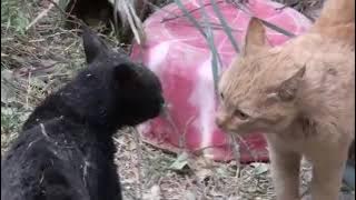 KUCING BERKELAHI SECARA BRUTAL - KUCING BERTENGKAR - DUEL KUCING - KUCING NGAMUK