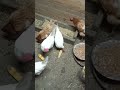 #куры #несушки #кукуруза #music #chicken