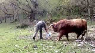 Haltering Highland Bull In An Open Field