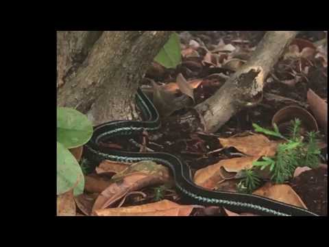 Sequent Snake Rolling Synchronicity: Find The Serpent