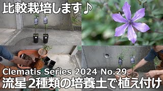 クレマチス　確認用 クレマチス 確認用
