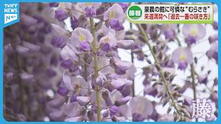 Best time to see] 160-year-old wisteria trellis adds spring color