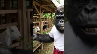 Download Lagu KALO MENANG KAN LUMAYAN KONG!! 🤣🤣 #viral #trending #shorts #trendingshorts #short #fyp ##animals MP3