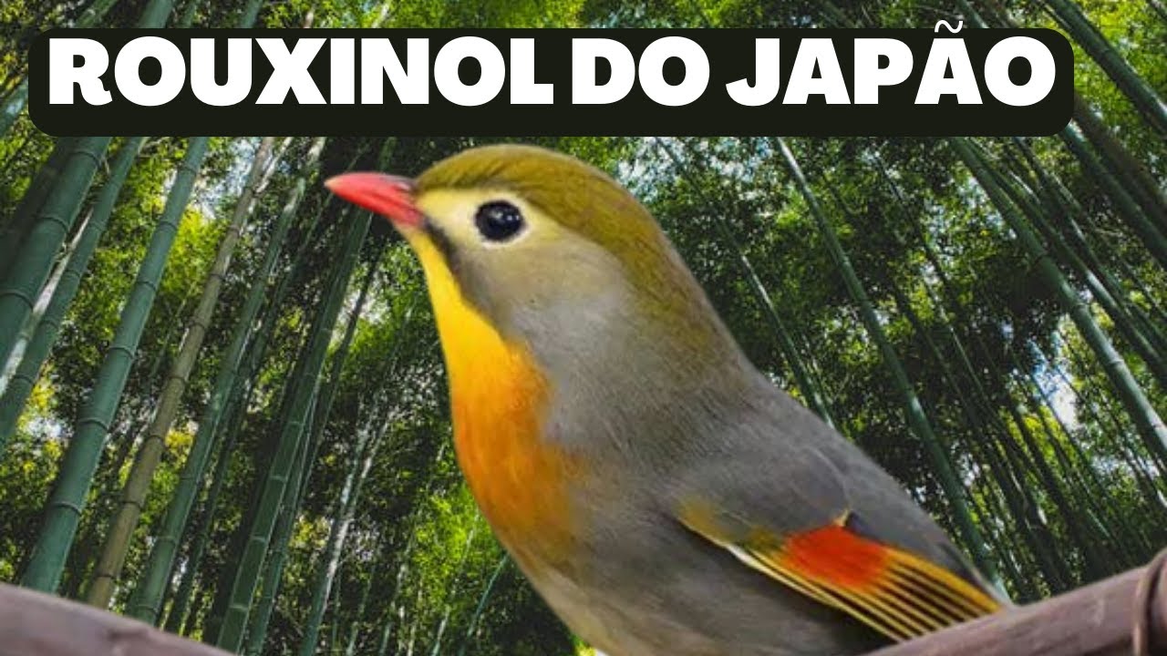 Rouxinou Do Japão Cantando Na Natureza - Rouxinol Dourado (Leiothrix ...