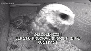 Eerste prooioverdracht in de nestkast 07-04-2024