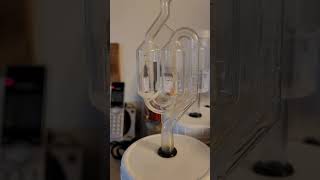 Watching Sauerkraut Ferment #shorts #sauerkraut #foodpreservation #fermentedfoods