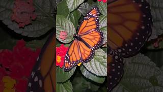 Esta Mariposa Monarca recién salió de su crisálida 🦋 #shorts