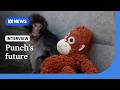 What does the future hold for Punch the monkey? | ABC NEWS