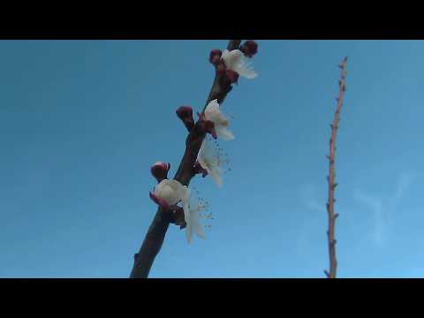 Video: Cais înflorit