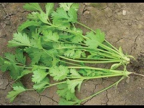 香菜最好的保存方法，放壹年葉子依然翠綠新鮮，不變質，太實用了