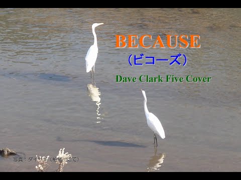 Because / The Dave Clark Five Cover ：『ビコーズ』 / ザ・デイヴ・クラーク・ファイヴ ： 独りバンド