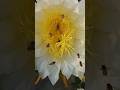 ||Dragon flower pollination || #youtubeshorts #flowers #dragonflower #nature #dragonfruitflowering