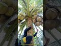 農業の収穫：ヤシの樹冠から熟したココナッツを収穫する