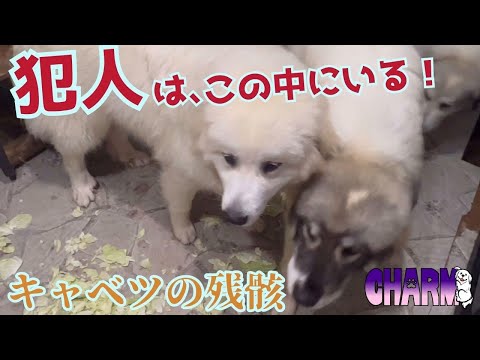 【無残な姿】キャベツに罪はないのに【Great Pyrenees】