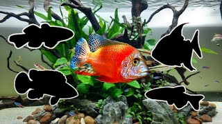 20 Must Suitable Red Juwel Cichlid Tank Mates