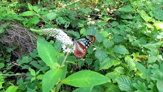 オカトラノオの群生に数頭のアサギマダラ