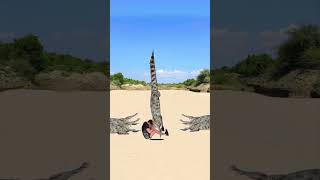 Surrounded By Alligators Tutorial