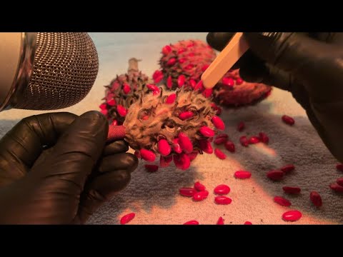 Plucking from the Fruit of Life ASMR