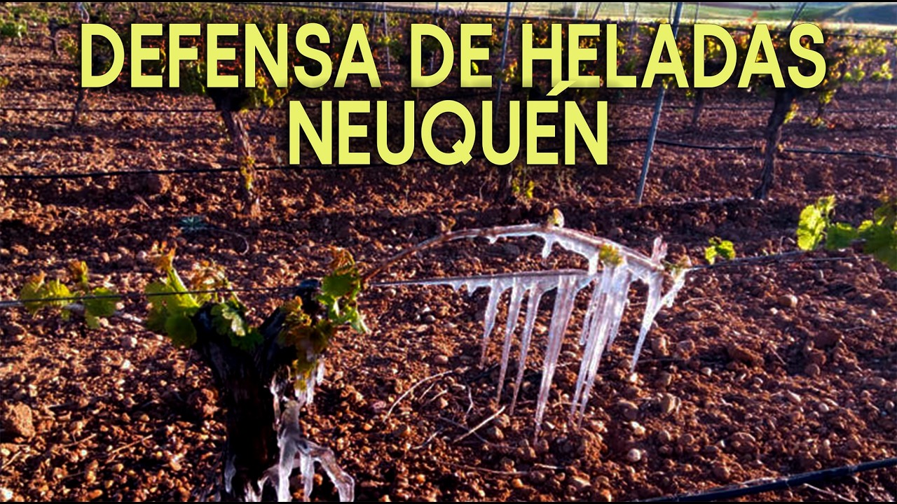 Así se “pelea” contra una helada en la Patagonia, Bodega Malma.