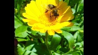 Dr Peter McQuillan: Native Bees in Production Landscapes