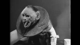 hania rani & bass astral - scream - Hania Rani