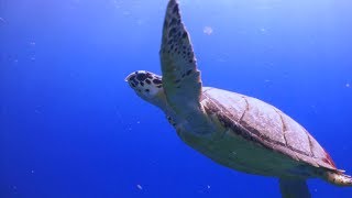 Habitats Oceans Clip