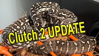 Celebrity Clutch 2 Jungle Carpet Python UPDATE! Wealth