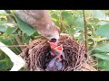 Yellow-vented bulbul birds Have crickets and locusts for her baby to eat [ Review Bird Nest ]