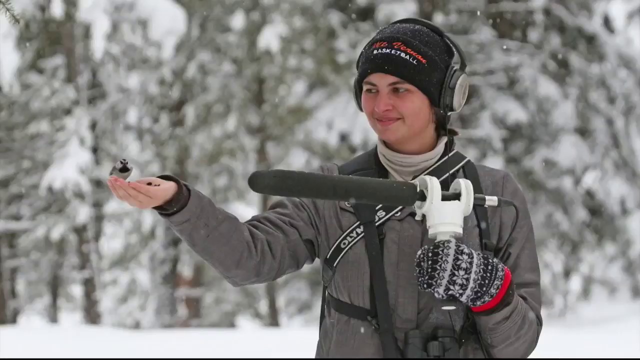 University of Montana Bird Study