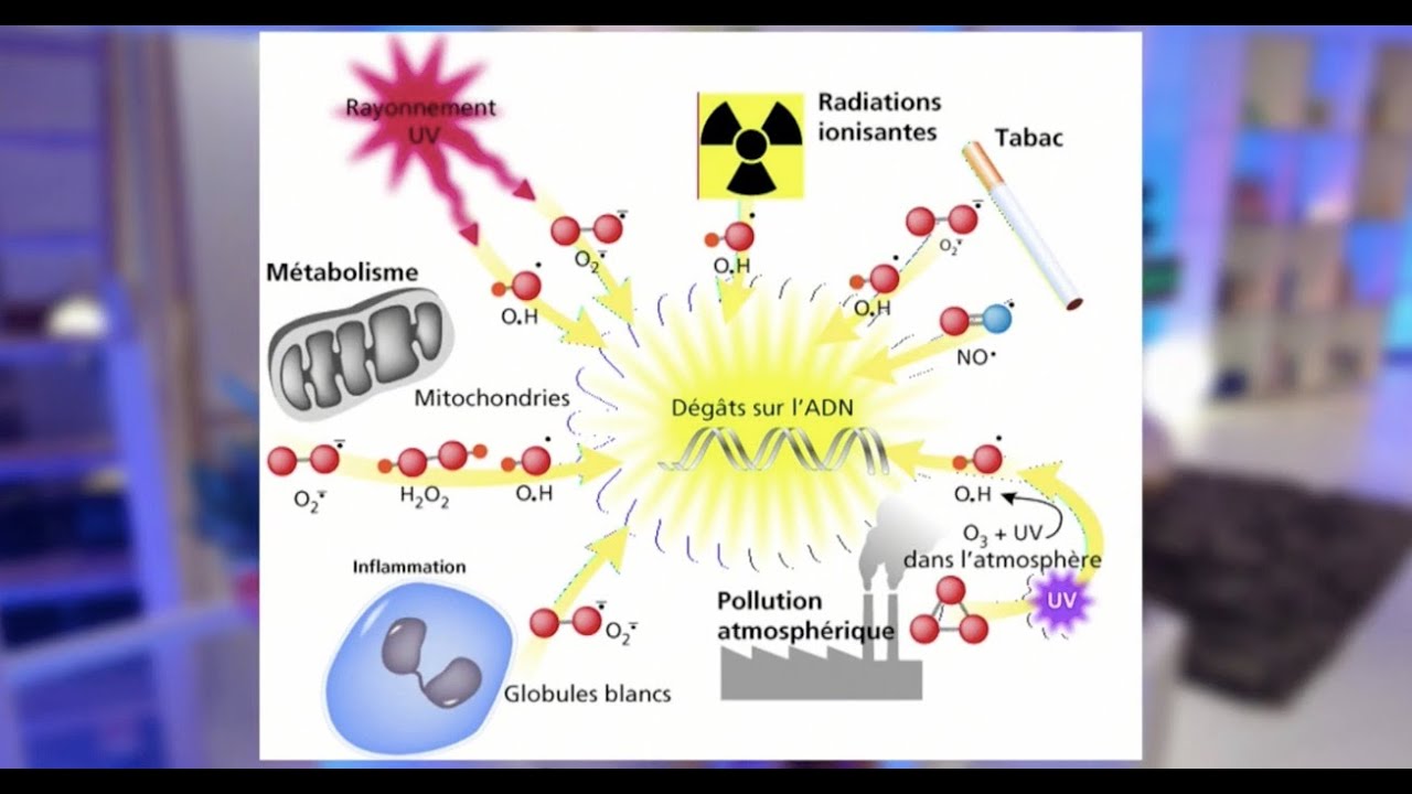LES ANTIOXYDANTS ET LE STRESS OXYDANT C'EST QUOI ?