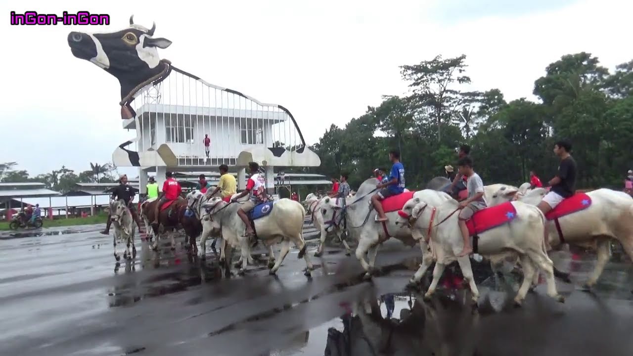 Kopdar Sapi Tunggang minggu 17.01.2021 Pasar Sapi Baru jelok cepogo Boyolali
