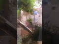 Bandeira com 30 dias sem TPA nem oxigenação só água de peixe.🤠👍🦈