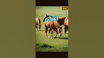 #القرآن_الكريم #تلاوة_قرآن #qurankareem #quranforthesoul #تلاوة_مؤثرة #خشوع #تلاوة_خاشعة #quran