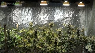 6-27-2018 Rapid LED Tent Update - Week 8 Finished!