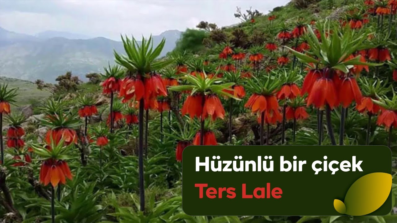 Hüznün sembolü “Ters Lale” #terslale#doğanınizinde#doğa#çevre