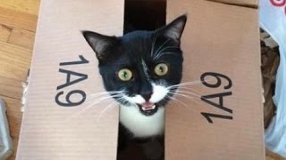【爆笑】「初めて」を体験した動物たちのリアクションがおもしろすぎｗｗｗ