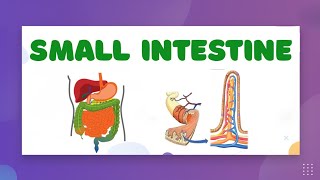 Digestion & Absorption in Small Intestine — LearnStalk Biology