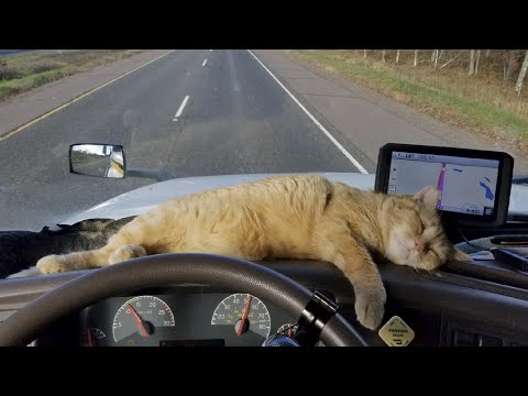 Животные дальнобойщиков.