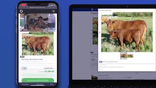 Livestock Auction Software Streaming screenshot 5