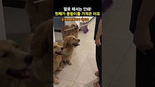 말로 해서는 안돼! 댕댕이가 몽둥이를 가져 온 이유