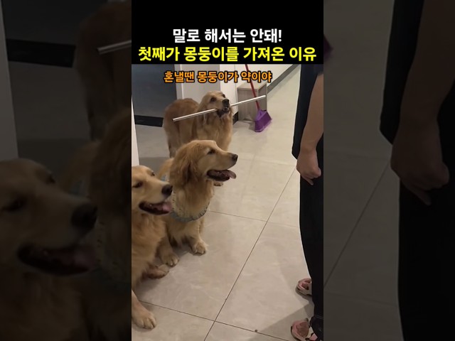 말로 해서는 안돼! 댕댕이가 몽둥이를 가져 온 이유